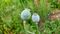 India  opium cultivated