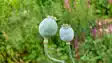 India  opium cultivated