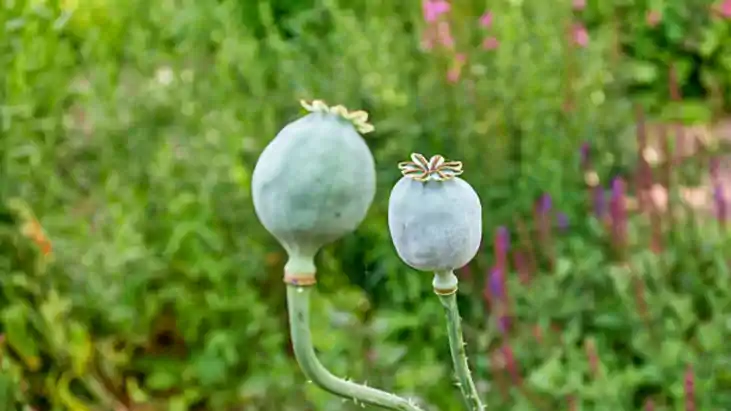 India  opium cultivated