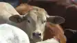  cow slaughter in Bakrid