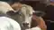  cow slaughter in Bakrid