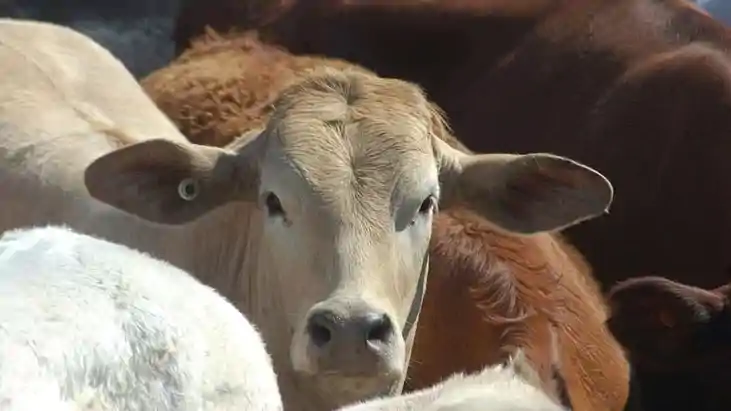  cow slaughter in Bakrid