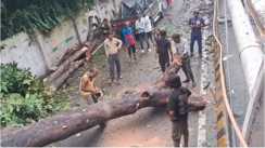 Bihar News : पटना के शेखपुरा मोड़ पर तेज हवाओं से गिरा विशालकाय पेड़, घंटों बाधित रहा आवागमन, लोगों को हुई परेशानी  