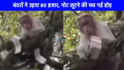 UP NEWS: शरारती बंदरों का गजब कारनामा बैग छीनकर पेड़ पर चढ़ गए, उड़ाए 80 हजार, नोट लूटने की मच गई होड़