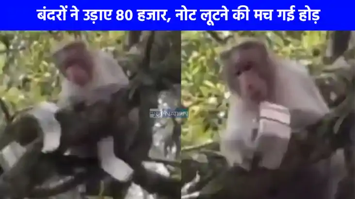 UP NEWS: शरारती बंदरों का गजब कारनामा बैग छीनकर पेड़ पर चढ़ UP NEWS: शरारती बंदरों का गजब कारनामा बैग छीनकर पेड़ पर चढ़