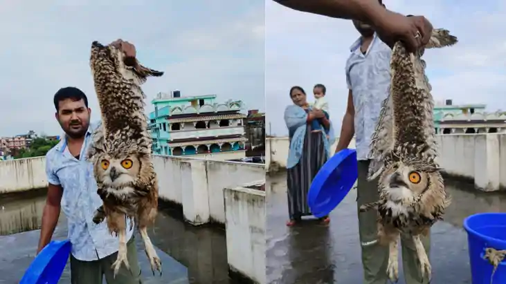 Bihar News ; सासाराम में वन विभाग की टीम ने 8 किलो वजनी उल्ल Bihar News ; सासाराम में वन विभाग की टीम ने 8 किलो वजनी उल्ल