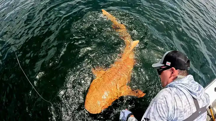 Goldfish shark - बदल रही है समुद्र की दुनिया, दिखा नारंगी र Goldfish shark - बदल रही है समुद्र की दुनिया, दिखा नारंगी र