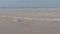 Bhagalpur Embankment at Risk 15m Erosion Triggers Flood Fear