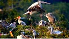 विदेशी मेहमानों की दस्तक: 20 हजार किमी का सफर तय कर बिहार पहुंचे विदेशी मेहमान 