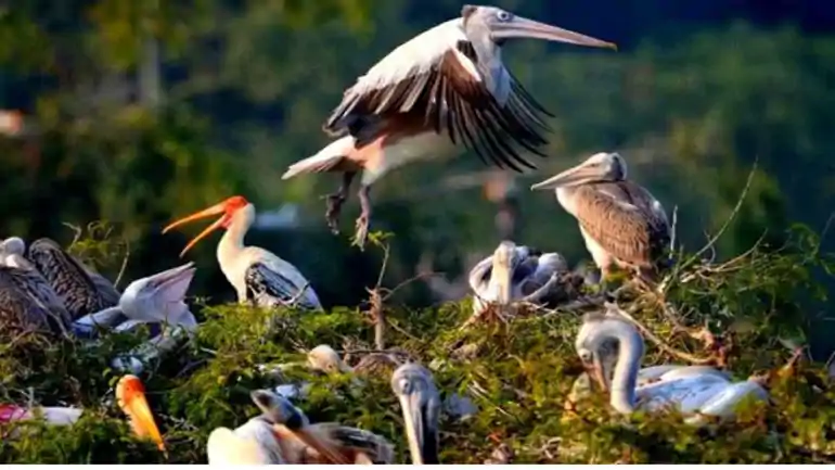 विदेशी मेहमानों की दस्तक: 20 हजार किमी का सफर तय कर बिहार पहुंचे विदेशी मेहमान 