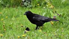 Bihar News : पटना में कौवों की मौत का रहस्य सुलझा, कोलकाता में कराई गई मृत पक्षियों के सैंपल की जांच, रिपोर्ट में बर्ड फ्लू की.... 