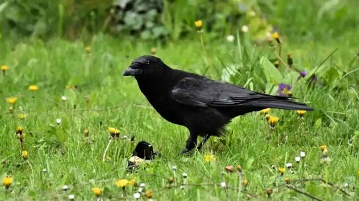 Bihar News : पटना में कौवों की मौत का रहस्य सुलझा, कोलकाता म