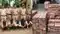 Naubatpur police liquor seizure Patna