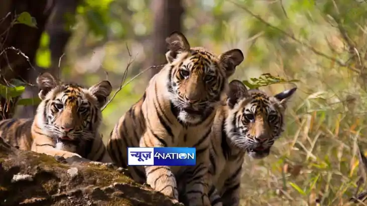 Tigers Murder Tigers Murder