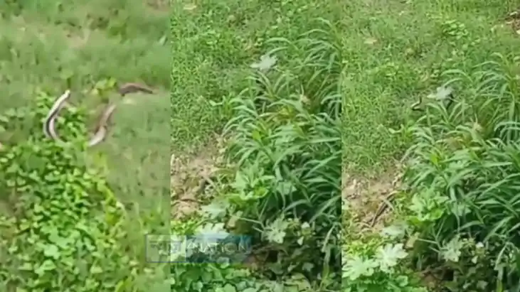 नाग नागिन 