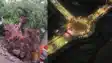 Development vs Green Cover JP Ganga Path Road Sparks Debate in Bihar