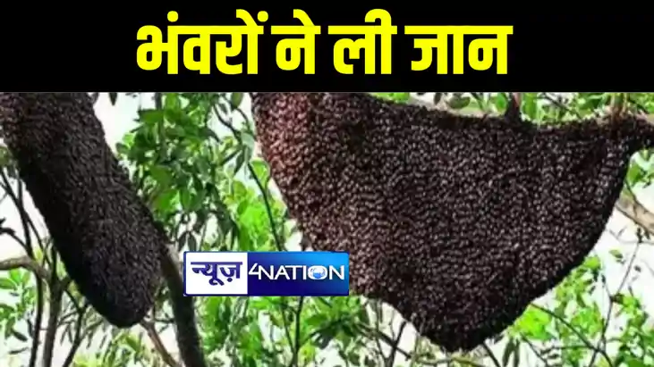 औरंगाबाद में दाह संस्कार में शामिल होने आये लोगों पर भंवरों औरंगाबाद में दाह संस्कार में शामिल होने आये लोगों पर भंवरों
