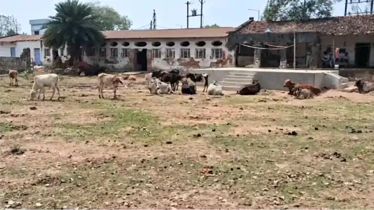 Bihar News : मुंगेर में गौशाला का गेट तोड़कर हुई 8 गायों की च