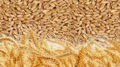 Wheat purchase at government level in Biha