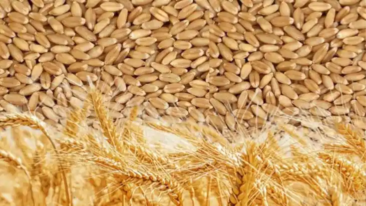 Wheat purchase at government level in Biha Wheat purchase at government level in Biha