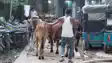 Bihar Crime : बेतिया पुलिस ने तस्करी के लिए रखे गए 15 मवेशियों को किया बरामद, मौके से तस्कर को किया गिरफ्तार