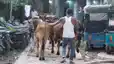 Bihar Crime : बेतिया पुलिस ने तस्करी के लिए रखे गए 15 मवेशियों को किया बरामद, मौके से तस्कर को किया गिरफ्तार