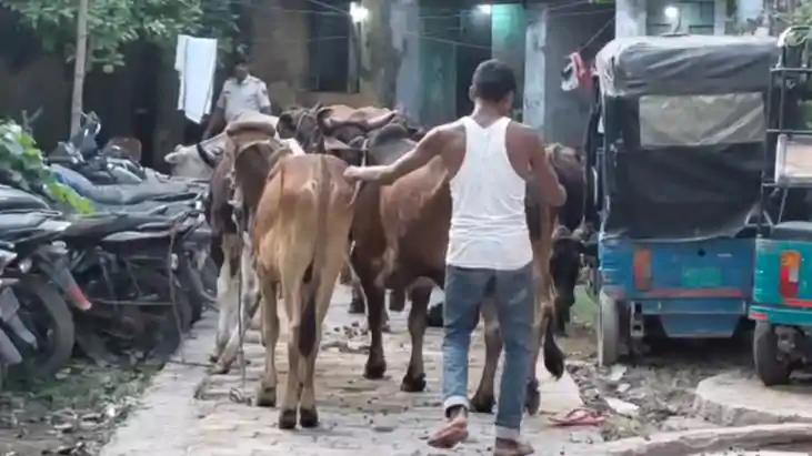 Bihar Crime : बेतिया पुलिस ने तस्करी के लिए रखे गए 15 मवेशिय