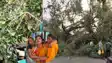 Bihar Storm Havoc 7 Dead Trees Fall Blackout in Bhagalpur