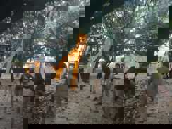 बालू माफिया पर बड़ा प्रहार: अवैध खनन करते 1 जेसीबी और 6 ट्रैक्टर जब्त, पुलिस-प्रशासन की कार्रवाई से हड़कंप