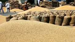 Bihar News : बिहार में गेहूं खरीद का लक्ष्य 10 गुना बढ़ा, अब 1.80 लाख मीट्रिक टन की होगी खरीदारी, पैक्सों को मिला विशेष निर्देश