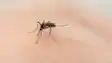 Dengue havoc in Patna 