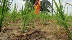 Bihar Monsoon Crisis 
