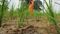 Bihar Monsoon Crisis 