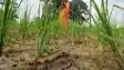 Bihar Monsoon Crisis 