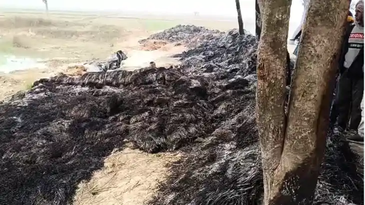 Bihar News : भागलपुर में असामाजिक तत्वों ने 10 बीघा की फसल म