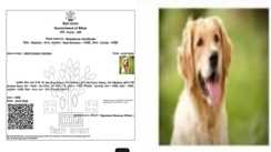 Dog Residence Certificate