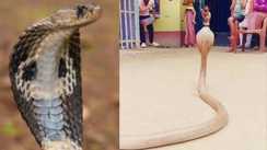 Snake Bites Same Family 