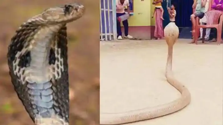 Snake Bites Same Family 