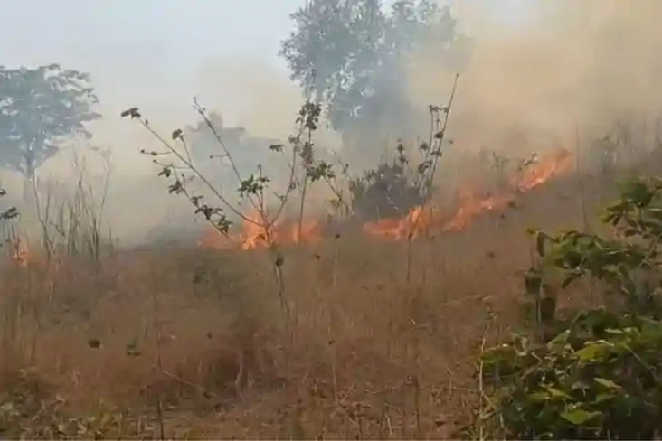 Bihar News: जमुई के जंगलों में भीषण आग! हजारों पेड़ राख, वन्