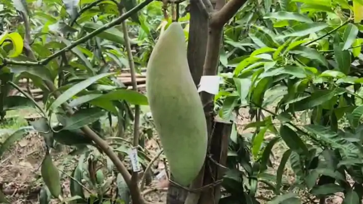 Seedless Mango : अब नहीं कह सकेंगे 'आम के आम और गुठली के दाम Seedless Mango : अब नहीं कह सकेंगे 'आम के आम और गुठली के दाम