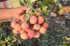 Bihar Fruit - BAS ने सीड लेस 'बेदाना लीची' का किया उत्पादन, टेस्ट में भी शानदार, अब जीआई टैग के लिए किया आवेदन