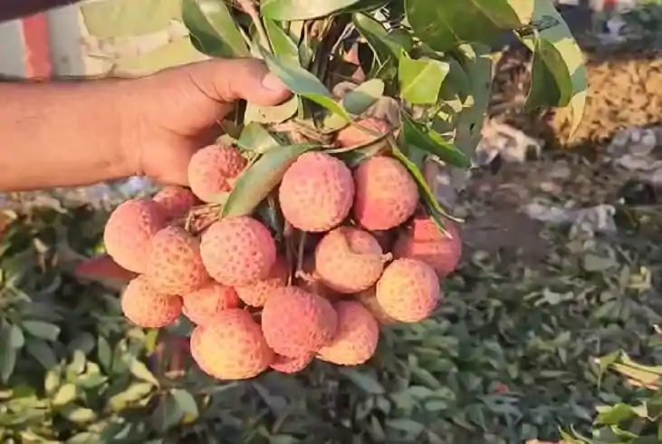 Bihar Fruit - BAS ने सीड लेस 'बेदाना लीची' का किया उत्पादन, Bihar Fruit - BAS ने सीड लेस 'बेदाना लीची' का किया उत्पादन,