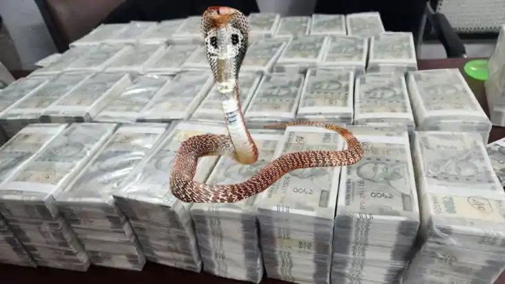 Snakebite Scam - सर्पदंश से अधिकारियों ने 47 लोगों को 279 बा Snakebite Scam - सर्पदंश से अधिकारियों ने 47 लोगों को 279 बा