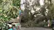 Storms in North Bihar Kill 8 Damage Crops Power Supply