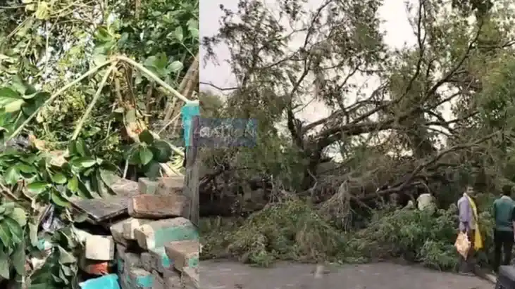 Storms in North Bihar Kill 8 Damage Crops Power Supply