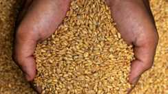 गेहूं