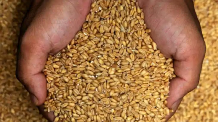गेहूं