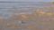 Bihar Flood 