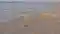Bihar Flood 