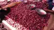 Onion Price